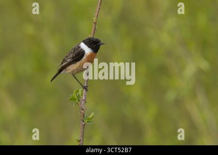 Lo stonechat europeo (Saxicola rubicola) è un piccolo uccello passerino che in precedenza era classificato come una sottospecie della stonechat comune Foto Stock