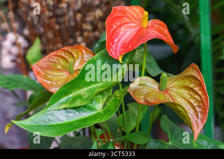 Anthurium Andreanum rosso fiori fioriti pianta da vicino, sfondo tropicale. Fiori di coda, fiori di fenicottero, lateleaf. Allevamento di piante, casa, orna Foto Stock
