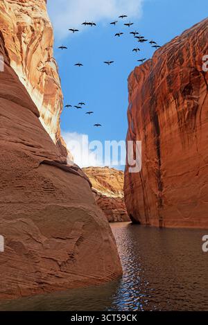 Uno stormo di uccelli sulle rocce, il lago Powell, l'area ricreativa nazionale del Glen Canyon Foto Stock