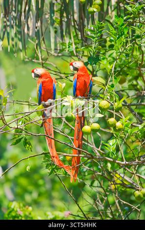 Scarlet Macaws (Ara macao) appollaiate su un albero, Parco Nazionale di Corcovado, Osa Peninsula, Costa Rica Foto Stock