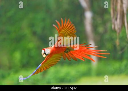 Scarlet Macaw (Ara macao) in volo, il Parco Nazionale di Corcovado, Osa Peninsula, Costa Rica Foto Stock
