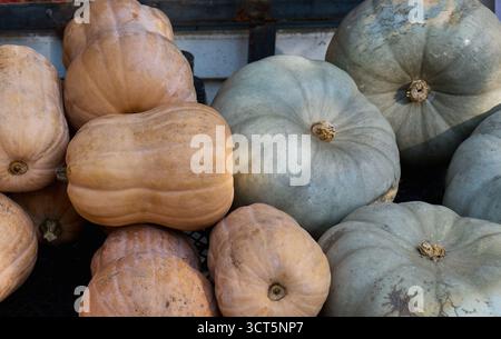 Diverse varietà di zucche disposte in una bancarella di mercato Foto Stock