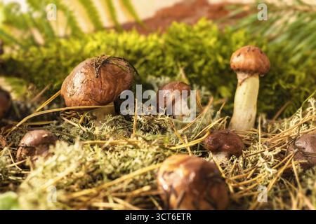 Piccoli funghi che crescono sul fondo della foresta tra aghi di pino e muschio simbolo di equilibrio ecologico e biodiversità boschiva Foto Stock