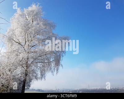 Un tranquillo e idilliaco scenario invernale caratterizzato da un grande albero splendidamente ricoperto di gelo mattutino bianco sotto un cielo blu con una leggera nebbia Foto Stock