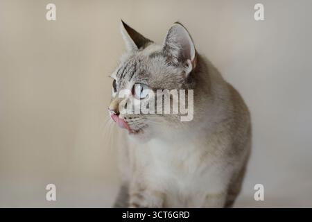Mix di gatto siamese, Lynx Point. Il gatto si lecca il naso, Foto Stock