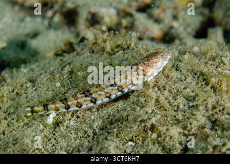 Pesci lucertola, Synodus dermatogenys, sito di immersione di Laha, Ambon, Maluku, Indonesia Foto Stock