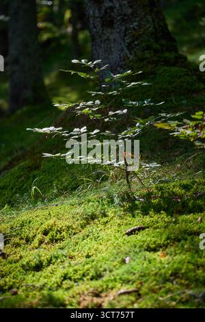 Giovane faggio che aleggia illuminato dalla luce del sole mattutino tra muschio lussureggiante e fogliame su un tranquillo pavimento della foresta Foto Stock