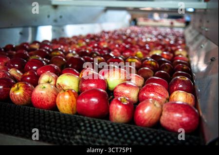 Mele appena raccolte su un nastro trasportatore presso uno stabilimento di lavorazione e distribuzione a Rio grande do sul, Brasile Foto Stock