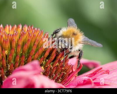 Carder Bee sul fiore di Echinacea Foto Stock