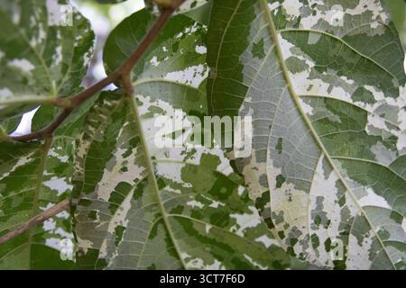 Primo piano di foglie di Aspara che mostrano la consistenza Foto Stock