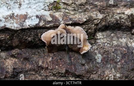 Fungo foglia d'argento - Chondrostereum purpureum Foto Stock