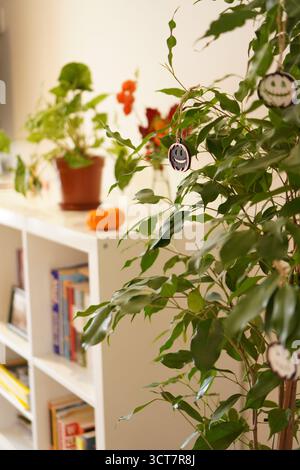 Interni accoglienti con un Ficus benjamin decorato per Halloween, piccole zucche in mostra e scaffali pieni di libri sullo sfondo. Foto Stock