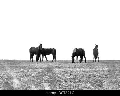 Un'immagine in bianco e nero con quattro cavalli scuri che pascolano tranquillamente in un campo sparso e aperto. Questa fotografia mette in evidenza la bellezza semplice della natura e. Foto Stock