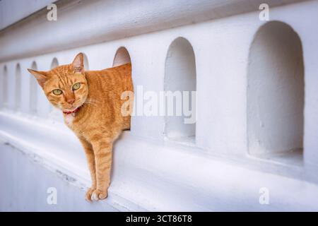 Red Tabby Temple Cat, Bangkok, Thailandia Foto Stock