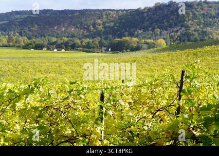 Vigneti inglesi illuminati dal sole che si estendono su colline ondulate in autunno, mostrando un verde e un fogliame dorato nella tranquilla campagna. Vigneto, Dorking Foto Stock