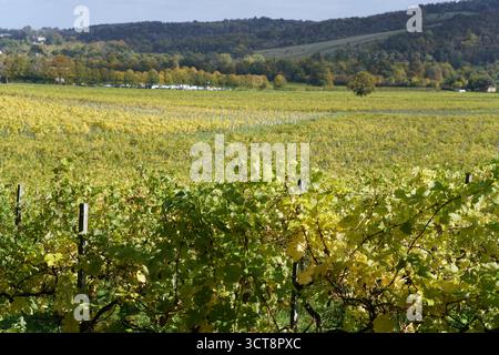 Vigneto inglese in autunno con fogliame dorato e colline ondulate sullo sfondo, catturando la tranquilla stagione della raccolta in campagna. Vigneto Foto Stock