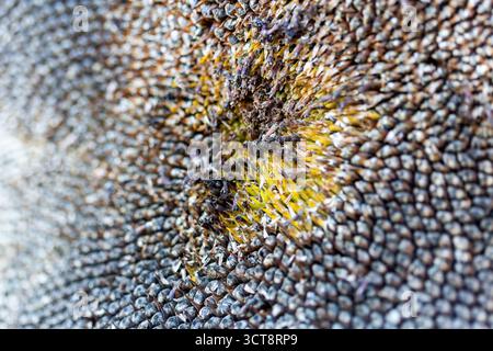 Primo piano di una testa di semi di girasole che rivela intricati motivi naturali e texture in un giardino inglese durante l'autunno Foto Stock