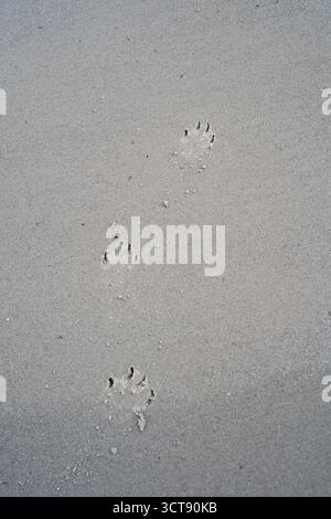 La zampa del cane stampa su sabbia bagnata sulla spiaggia scozzese Foto Stock