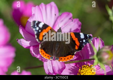 Una suggestiva farfalla Red Admiral poggia su delicati fiori rosa cosmo in un bellissimo giardino cottage inglese durante la fine dell'estate. Foto Stock