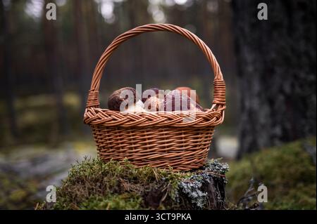 Tradizionale cesto di vimini riempito con Boletus pinophilus (bolete di pino) appena forgiato e funghi Leccinum posti su un ceppo d'albero ricoperto di muschio Foto Stock