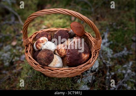Cesto tradizionale di vimini riempito con Boletus pinophilus (bolete di pino) e funghi Leccinum appena forati, posti su un terreno boschivo coperto di muschio. A. Foto Stock