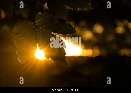 Primo piano di una foglia con una calda luce del sole dorata che splende al tramonto. Il morbido sfondo bokeh e la silhouette naturale creano un'atmosfera autunnale tranquilla. Foto Stock