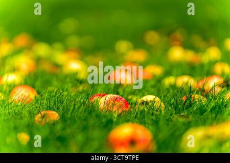 Mele fresche mature sparse sull'erba verde nel vivace frutteto d'autunno Foto Stock