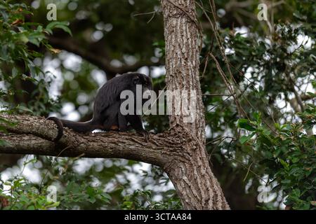 Un potente maschio adulto Black Howler Monkey (Alouatta caraya), un primate iconico del Sud America, riposa su un grosso ramo di albero all'interno del Pantanal Foto Stock