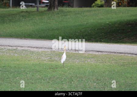 Grazioso Egret a becco giallo presso il laghetto di ninfee della Pacific Adventist University a PNG. Ideale per la fotografia di uccelli e la conservazione della fauna selvatica. Foto Stock