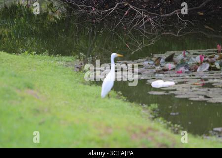 Grazioso Egret a becco giallo presso il laghetto di ninfee della Pacific Adventist University a PNG. Ideale per la fotografia di uccelli e la conservazione della fauna selvatica. Foto Stock