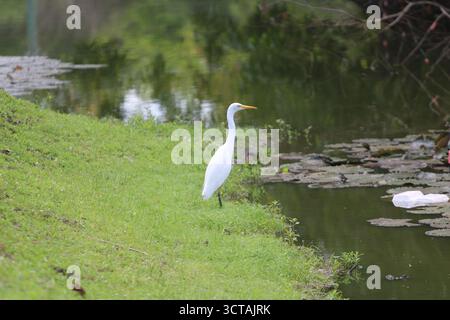 Grazioso Egret a becco giallo presso il laghetto di ninfee della Pacific Adventist University a PNG. Ideale per la fotografia di uccelli e la conservazione della fauna selvatica. Foto Stock