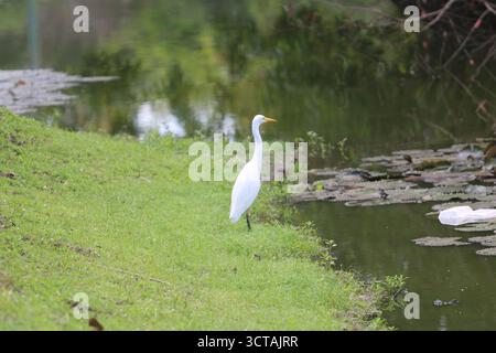 Grazioso Egret a becco giallo presso il laghetto di ninfee della Pacific Adventist University a PNG. Ideale per la fotografia di uccelli e la conservazione della fauna selvatica. Foto Stock