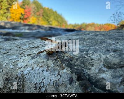 Parc de la Rivière-du-Nord , Rivière-du-Nord o il fiume del Parco Nord in autunno Foto Stock