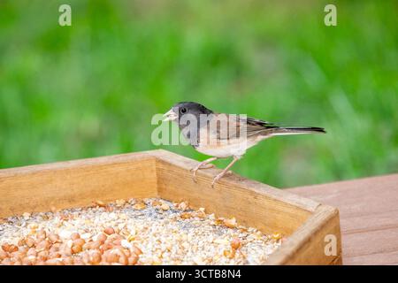 Issaquah, Washington, Stati Uniti. Junco Dark Eyed maschio che mangia semi di uccello da un alimentatore di uccelli a piattaforma su un ponte Foto Stock
