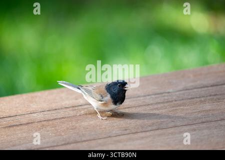 Issaquah, Washington, Stati Uniti. Junco Dark Eyed maschio che mangia semi di uccello e arachidi da un ponte Foto Stock