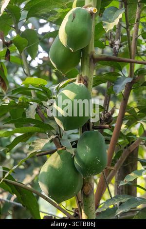 Primo piano di molti frutti di papaia verde, freschi e non maturi, appesi sull'albero in un giardino rurale. Frutta tropicale, agricoltura biologica, sano crudo vegetariano f Foto Stock