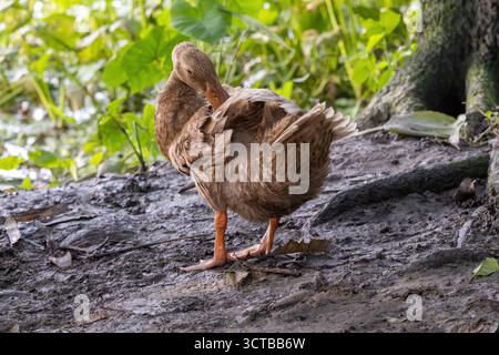 Foto autentica di un'anatra marrone domestica in piedi su terreno umido e sporco, che prepara le ali. Pollame comune in un villaggio rurale del Bangladesh. Waterfo Foto Stock