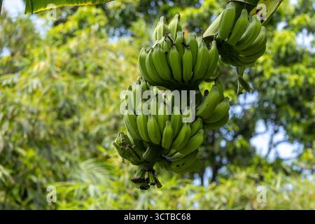 Foto dettagliata di un grande gruppo di banane verdi acerite in un'azienda agricola. Raccolto tropicale da un banano del villaggio. Cibo intero sano, crudo e naturale Foto Stock