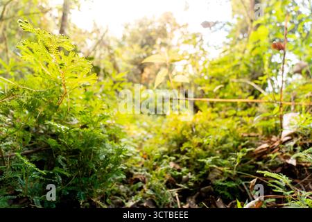 Una splendida foto ravvicinata di felci e muschio verdi rigogliosi su un terreno boschivo. Foto Stock