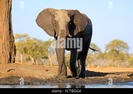 Un grande elefante africano (Loxodonta africana) in un pozzo d'acqua, il Botswana Foto Stock