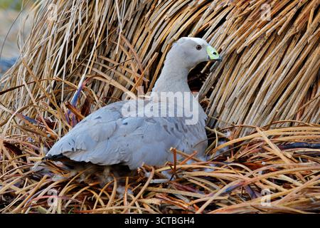 Un'oca sterile (Cereopsis novaehollandiae) seduta sul nido, Australia meridionale Foto Stock