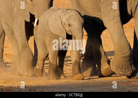 Un giovane elefante africano (Loxodonta africana) che cammina con la mandria, il Parco Nazionale del Chobe, Botswana Foto Stock