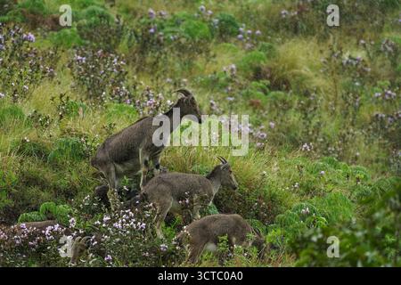 Nilgiri Tahr in via di estinzione, pascolano tra le rare neelakurinji che fioriscono sotto la pioggia dolce, un poetico scorcio della selvaggia bellezza e della fugace armonia dei Ghati occidentali. Foto Stock