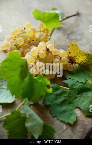 Mazzo di uva bianca su un rustico tavolo di legno con foglie secche, pronto per preparare il vino Foto Stock