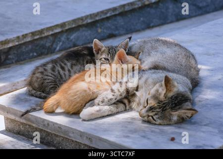 Gatti randagi su una tomba nel monastero di Vlacherna, città di Corfù, isola di Corfù, Grecia Foto Stock