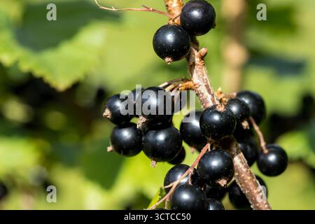 Ribes nero (Ribes nigrum) sul ramo pronto a raccogliere, ribes nero maturo in primo piano alla luce del sole, cibo sano, cibo antinfiammatorio Foto Stock