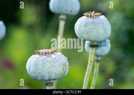 Foto botanica di petali somniferum di papaver in fiore con gocce d'acqua in giardino nel primo piano della luce del sole soffusa, sfondo floreale con sfondo sfocato dietro Foto Stock