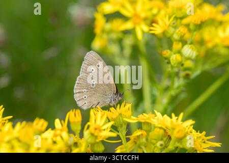 La farfalla di Ringlet si ferma su un fiore giallo brillante in un primo piano morbido e leggero, delicata farfalla che si nutre del nettare dal fiore, Foto Stock