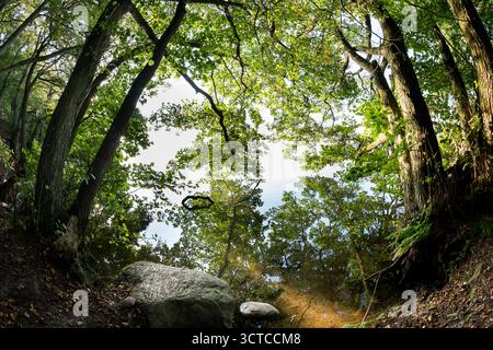 Sognate come una foto grandangolare di alberi che si appoggiano in acque cristalline con un'immagine di un lago fiabesco e riflesso Foto Stock
