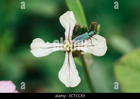 Scarabeo verde su macro di fiori selvatici bianchi Foto Stock